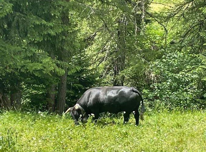 Ideally Located 3.5 Flat דירה לויקרבאד