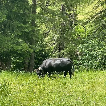 Ideally Located 3.5 Flat شقة لوكباد